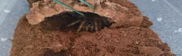 Tarantulas invertebrates for sale: Brazilian giant blonde  - Advert 1