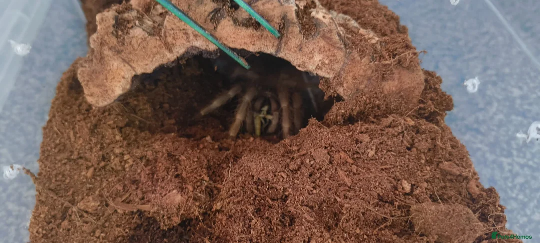 Tarantulas invertebrates for sale: Brazilian giant blonde  - Advert 1
