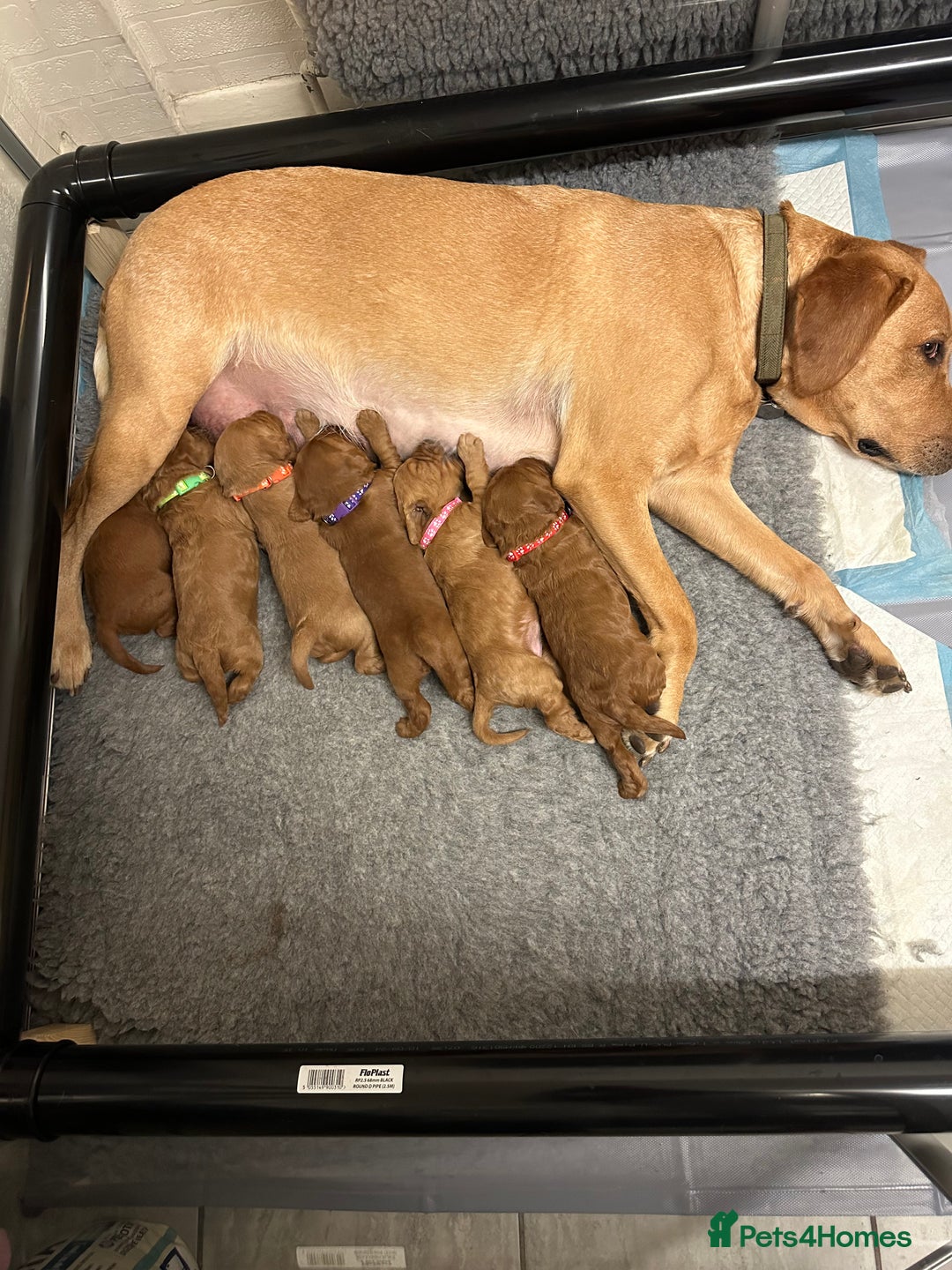 Labradoodle dogs for sale: Miniature F1 Labradoodles  - Advert 2