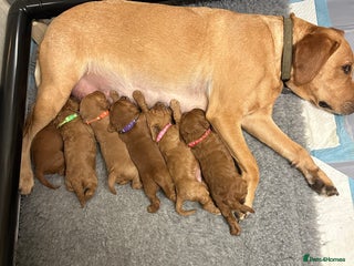 Labradoodle dogs Miniature F1 Labradoodles - Advert 15