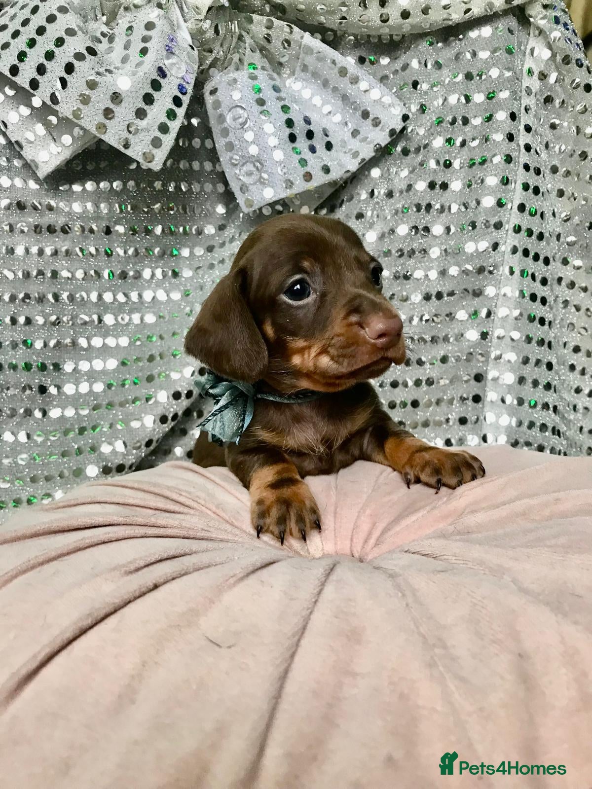 Miniature Dachshund dogs 🐕2 last puppy available - Advert 18