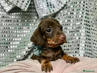 Miniature Dachshund dogs 🐕2 last puppy available - Advert 18