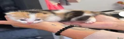 Mixed Breed cats for sale: Kitten in Sheffield - Advert 2