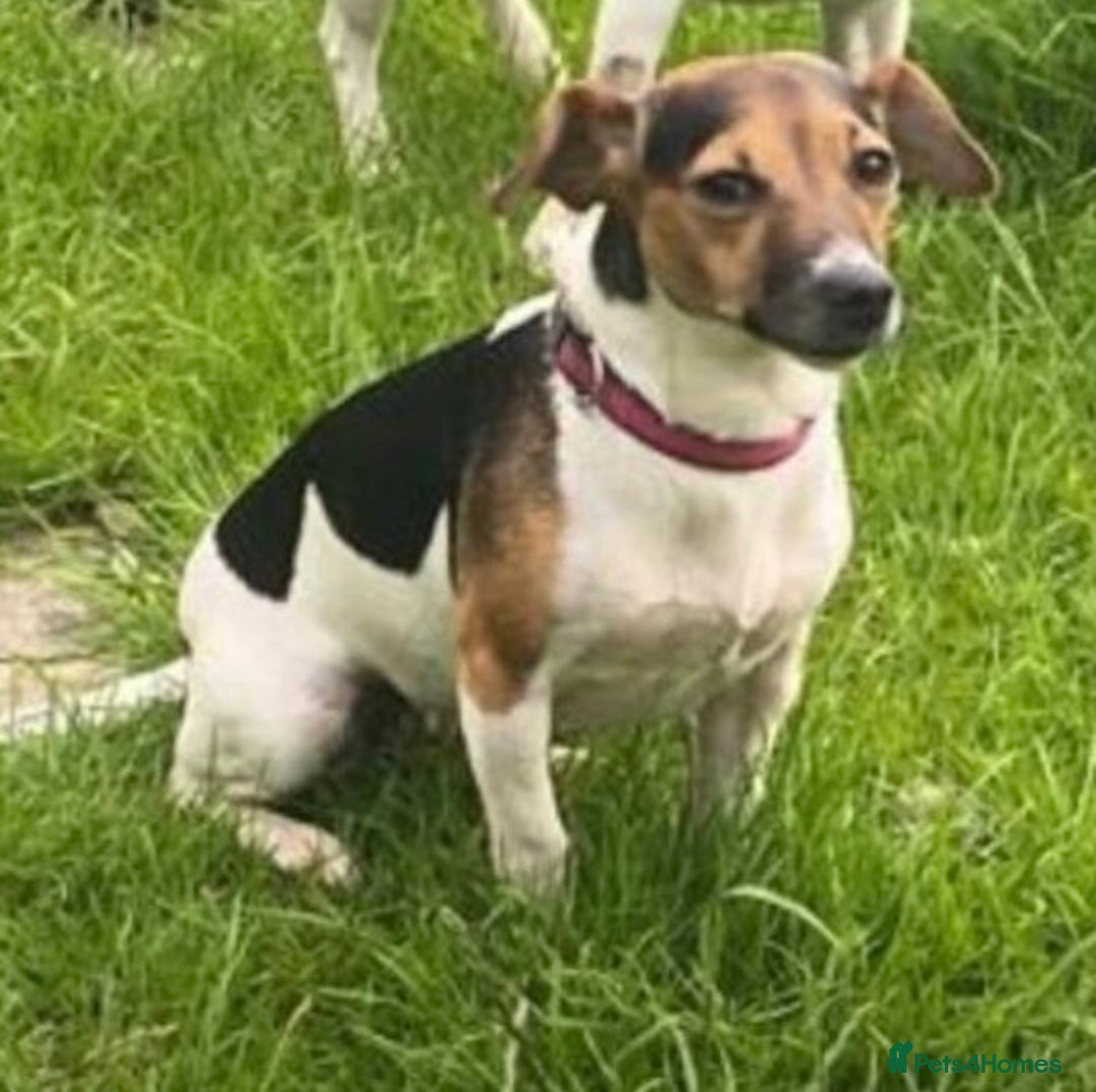 Jack Russell dogs for sale: Miniature Tri-Coloured Jack Russell Puppy - Advert 1