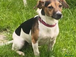 Jack Russell dogs Tri-Coloured Jack Russell Puppy - Advert 2