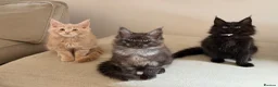 Maine Coon cats for sale: TICCA Registered MaineCoon Kittens  - Advert 5