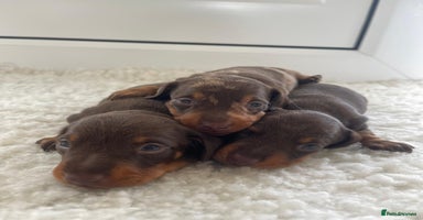 Miniature Dachshund dogs - Advert 11
