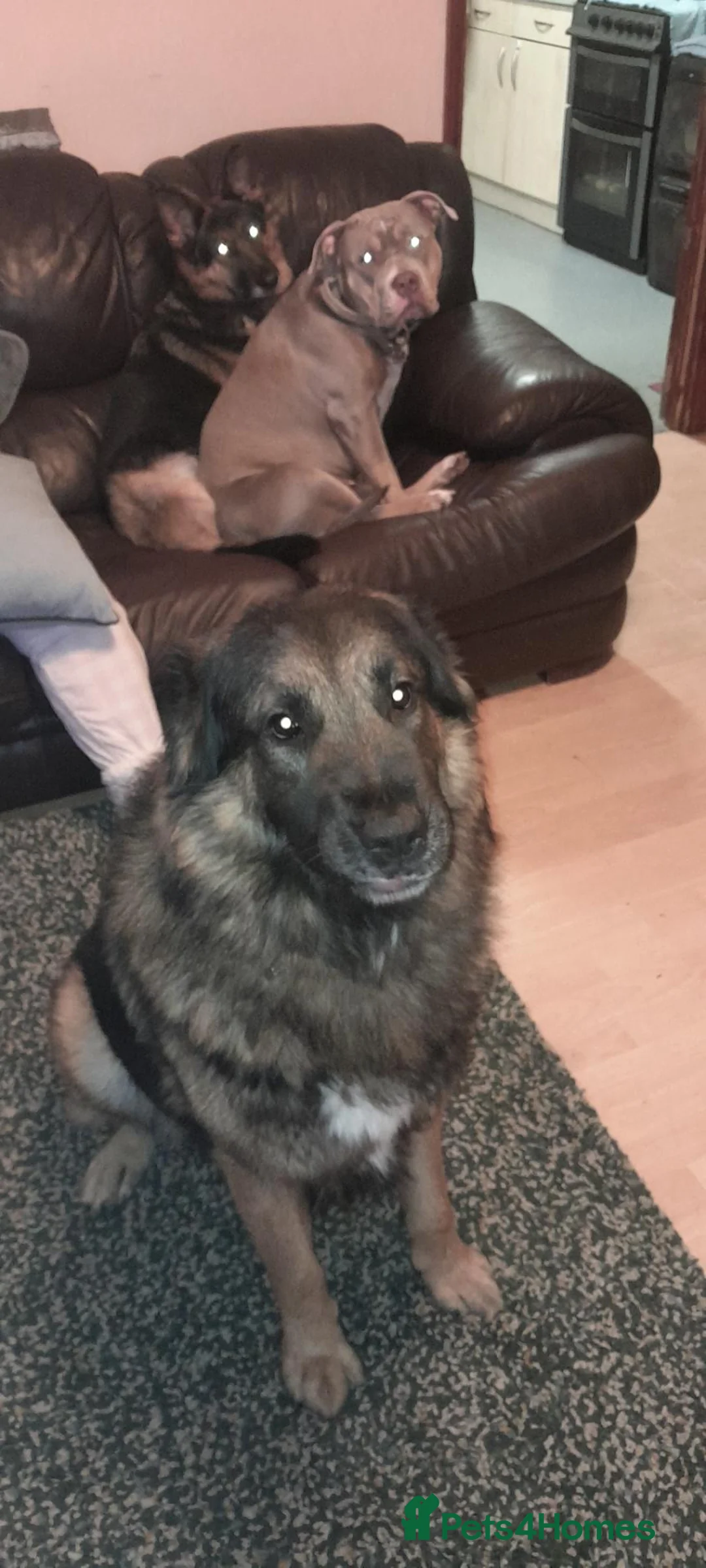 Mixed Breed dogs for sale: Amazing playful puppies  - Advert 2
