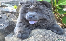 Chow Chow dogs for sale: Chow chow puppies  - Image 3