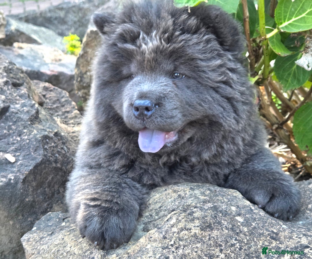 Chow Chow dogs for sale: Chow chow puppies  - Image 3