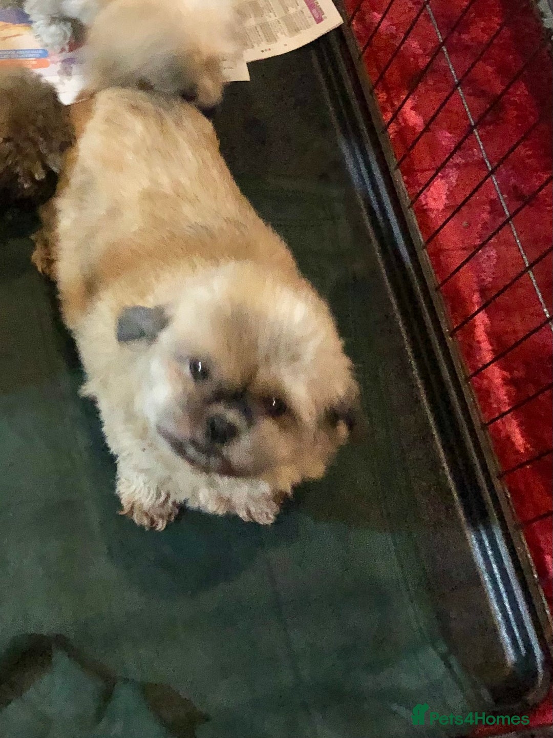 Shihpoo dogs for sale: shihpoo puppies for sale  - Advert 24