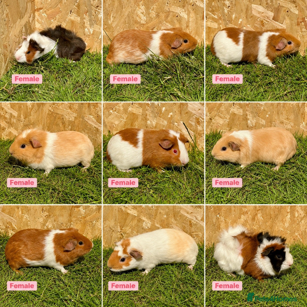 Guinea Pig rodents Female and male guinea pigs  - Advert 1