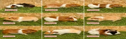 Guinea Pig rodents for sale: Female and male guinea pigs  - Advert 1