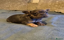 French Bulldog dogs for sale: Beautiful French bulldog  - Advert 7