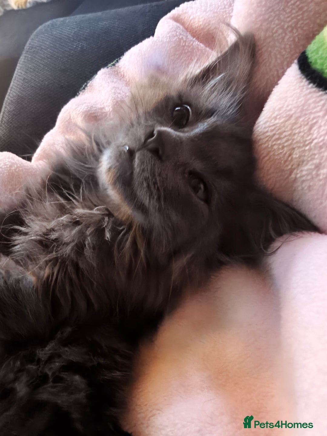 Mixed Breed cats for sale: Norbert  - Advert 4