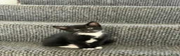 Mixed Breed cats for sale: Beautiful Kittens - Advert 9