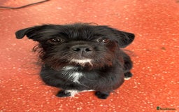Patterjack dogs for adoption: Rocco is a gorgeous young Patterjack - Image 6