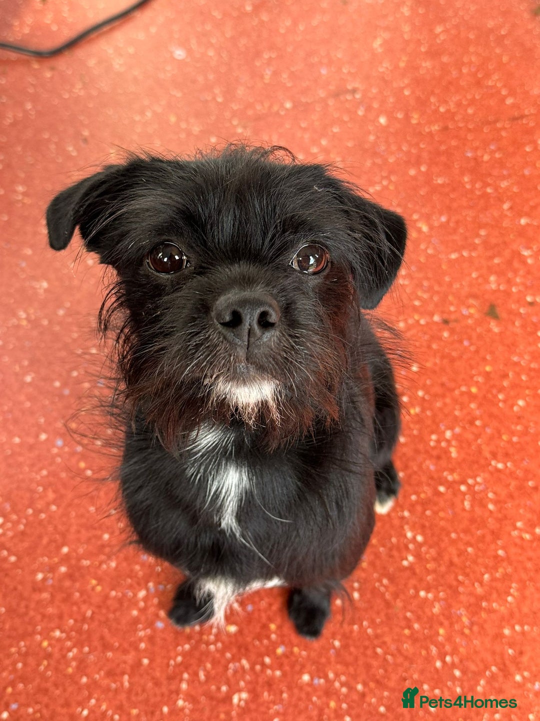 Patterjack dogs for adoption: Rocco is a gorgeous young Patterjack - Image 6