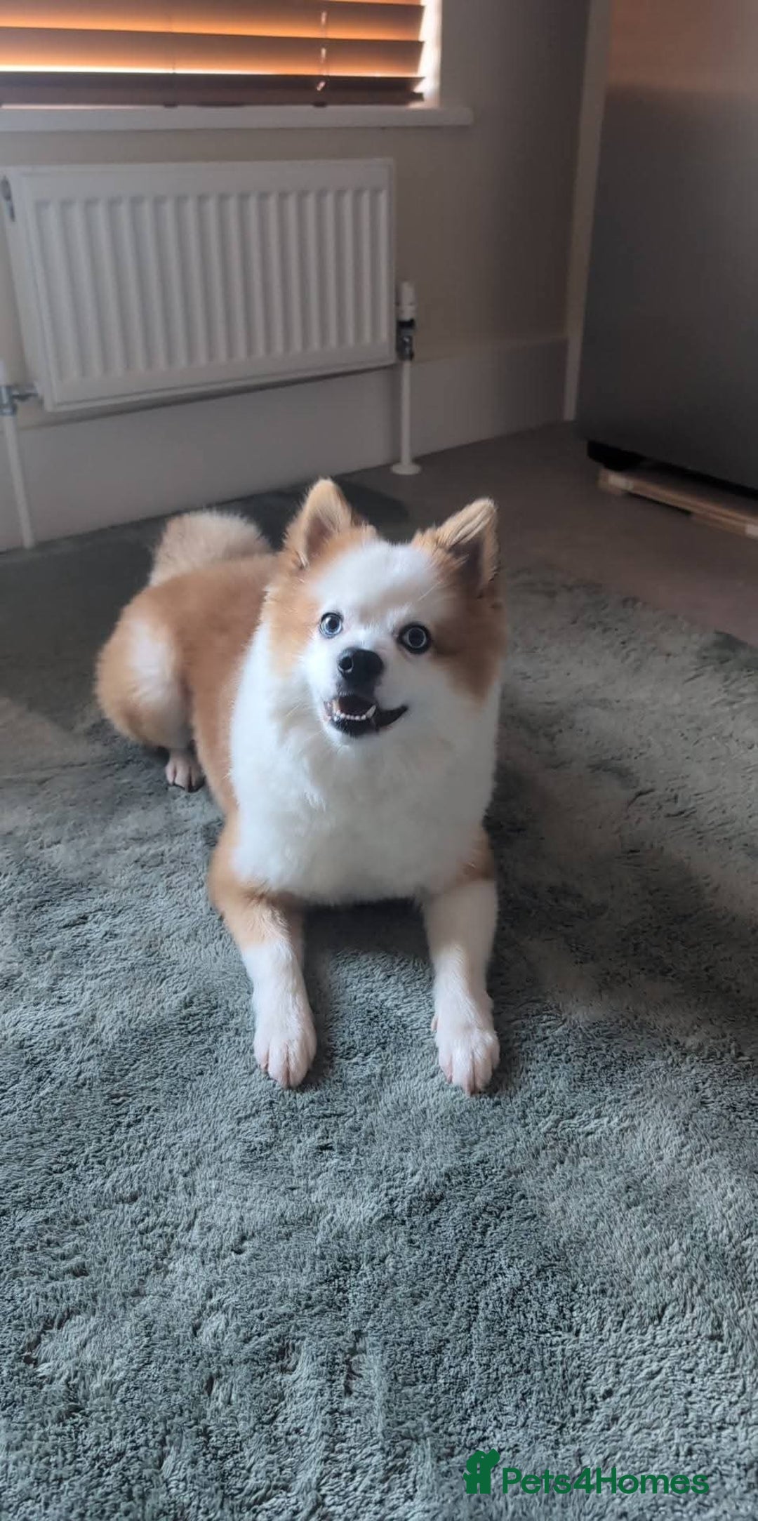Pomsky dogs for stud: Stud looking for a girlfriend  - Image 3