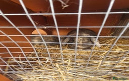 Mini Lop rabbits for sale: 2 mini lop baby rabbits 1 girl 1 boy  - Image 2