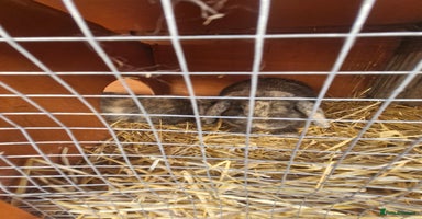 Mini Lop rabbits - Advert 10