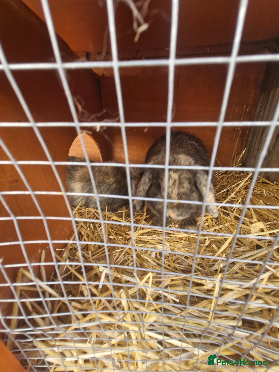 Mini Lop rabbits for sale: 2 mini lop baby rabbits 1 girl 1 boy  - Image 2