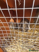 Mini Lop rabbits - Advert 7