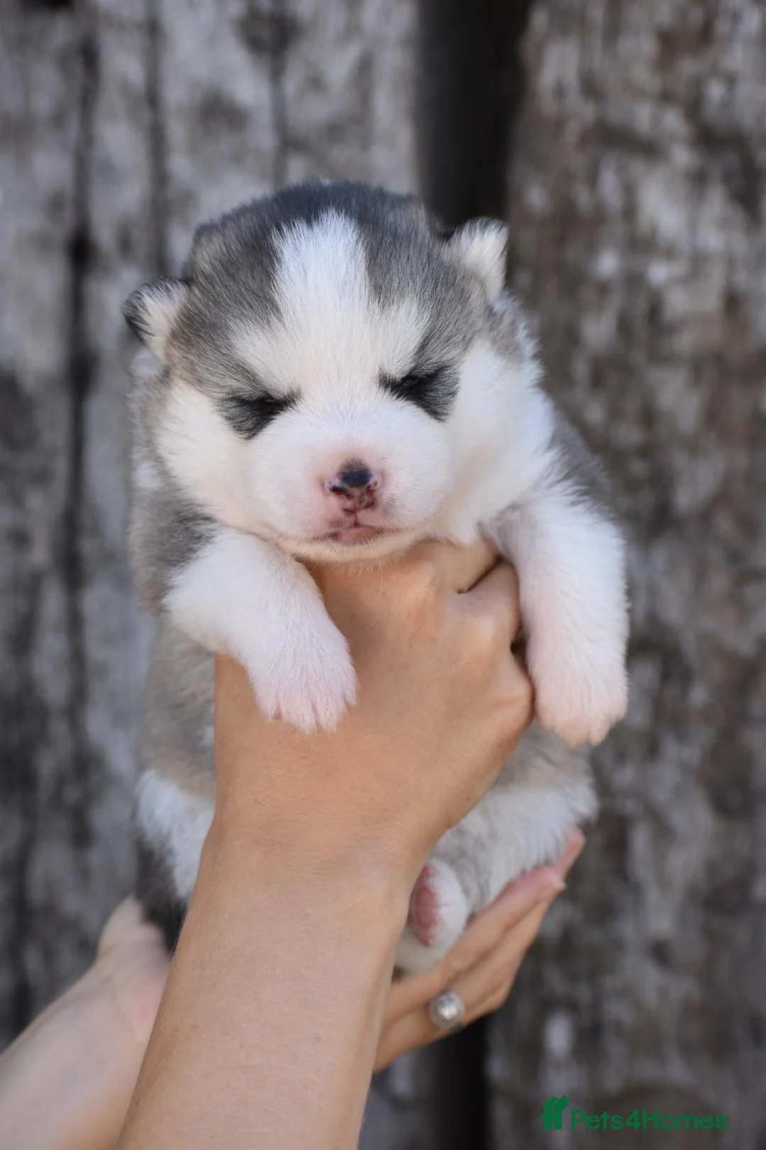 Pomsky dogs for sale: Genuine Celtic Star F3 Pomskies Available  - Advert 2