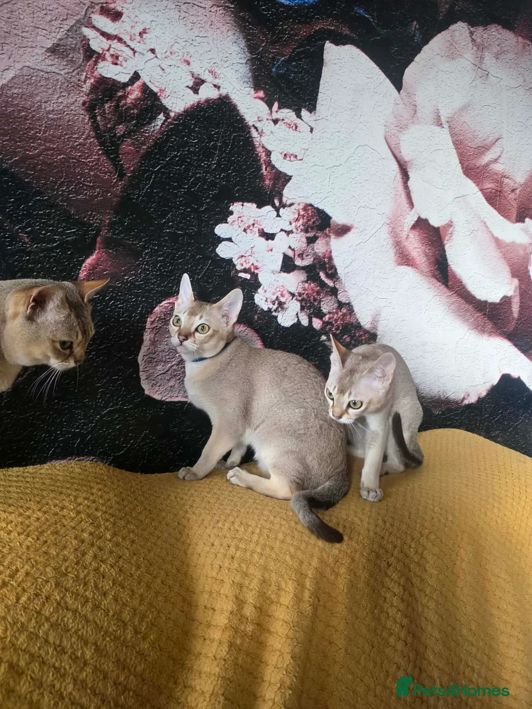 Singapura cats for sale: Stunning Singapura kittens  - Advert 30