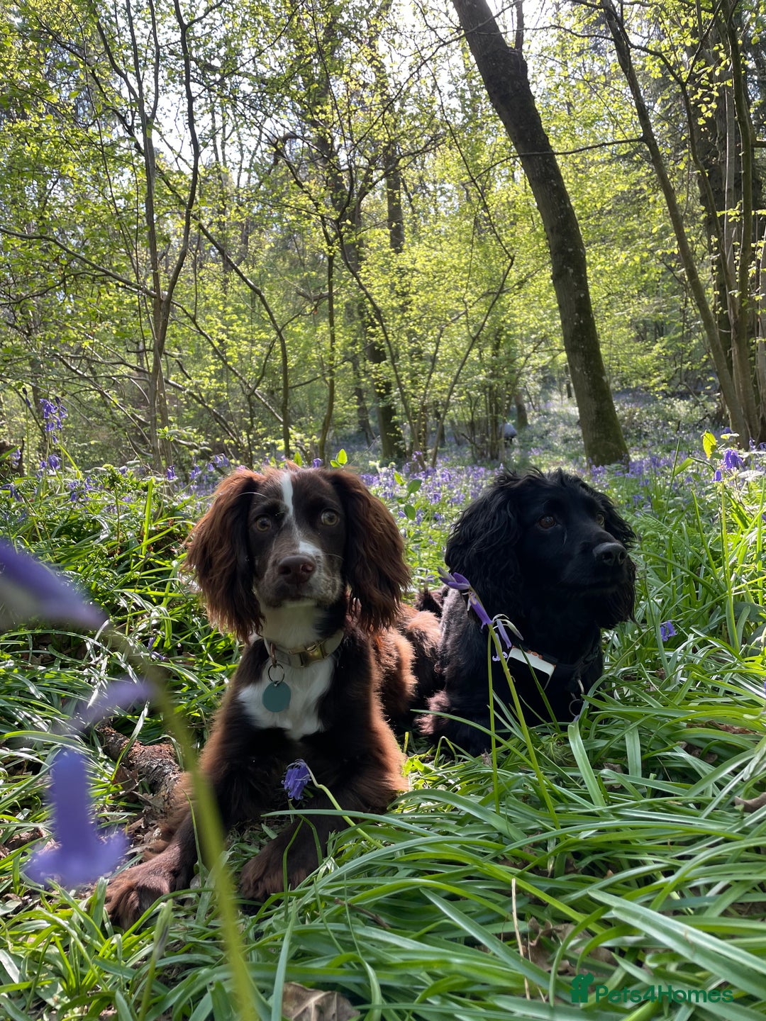 Cocker Spaniel dogs for sale: Hero - 16 month old  - Advert 1