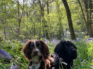 Cocker Spaniel dogs Hero - 16 month old - Advert 1