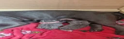 Staffordshire Bull Terrier dogs for sale: KC Registered Staffordshire Bull Terrier Pups in Liverpool - Advert 6