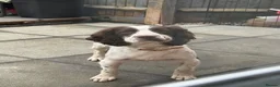 English Springer Spaniel dogs for sale: 19 Month Old Springer Spaniel in Leicester - Advert 9