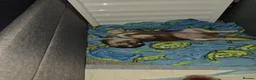 Chihuahua dogs for sale: Chihauhau - Advert 3