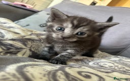 Bengal cats for sale: 4 beautiful part bengal kittens  - Image 1