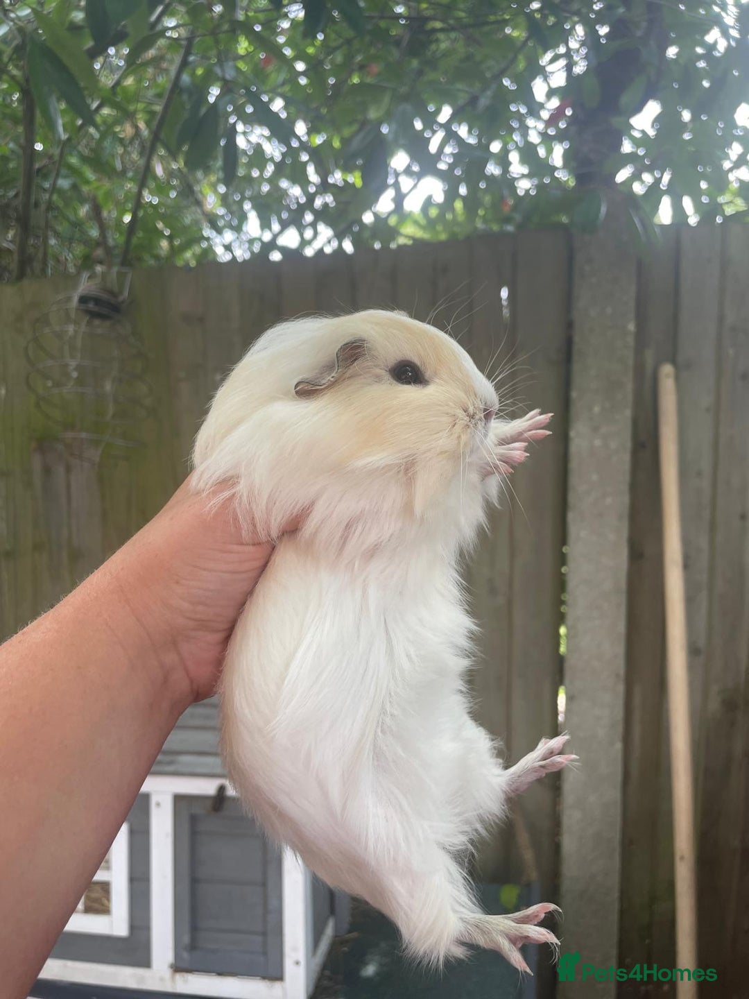 Guinea Pig rodents for sale: Peruvian cross Silkie baby gunieapigs  - Image 9