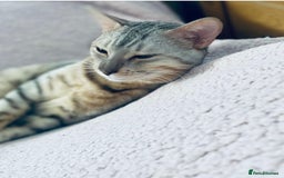 Bengal cats for sale: 2 bengals girls, happy to go together or separate  - Image 2