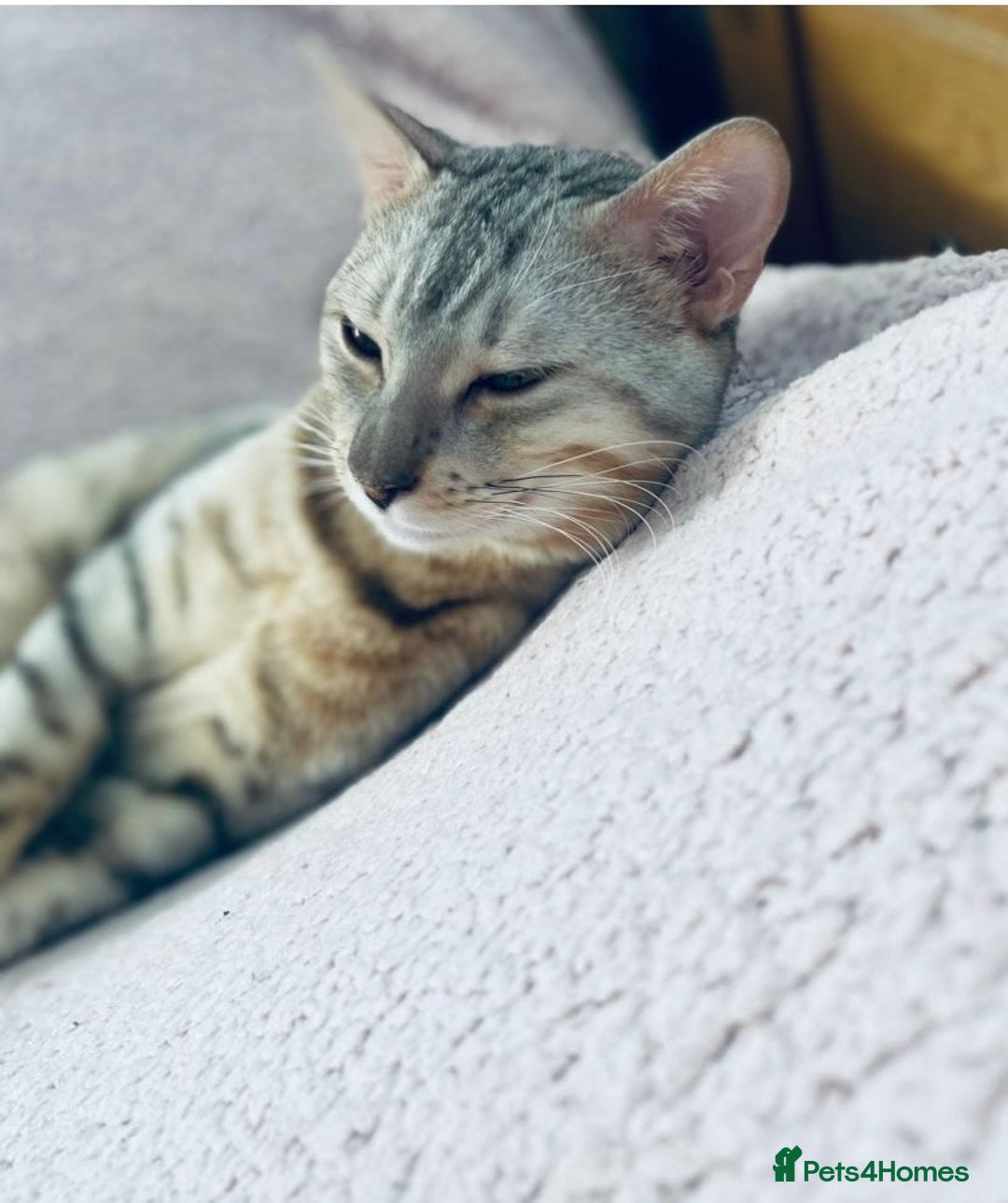Bengal cats for sale: 2 bengals girls, happy to go together or separate  - Image 2