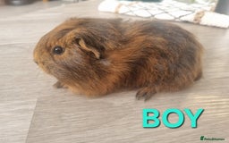 Guinea Pig rodents for sale: Guinea pigs for sale £25 each  - Image 12