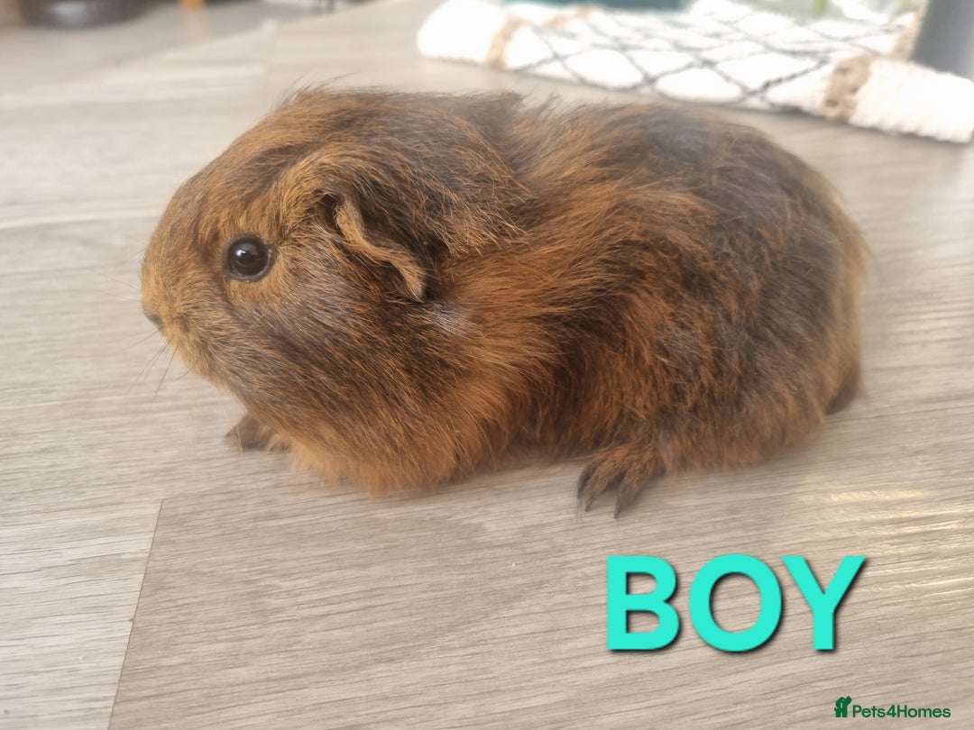 Guinea Pig rodents for sale: Guinea pigs for sale £25 each  - Image 12