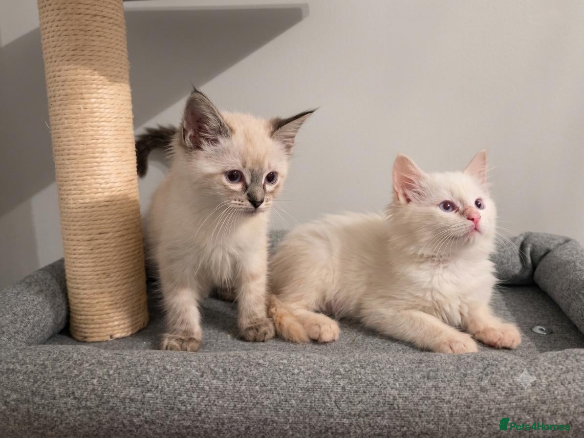 Ragdoll cats ​GCCF Ragdoll Kittens - Pet  - Advert 1