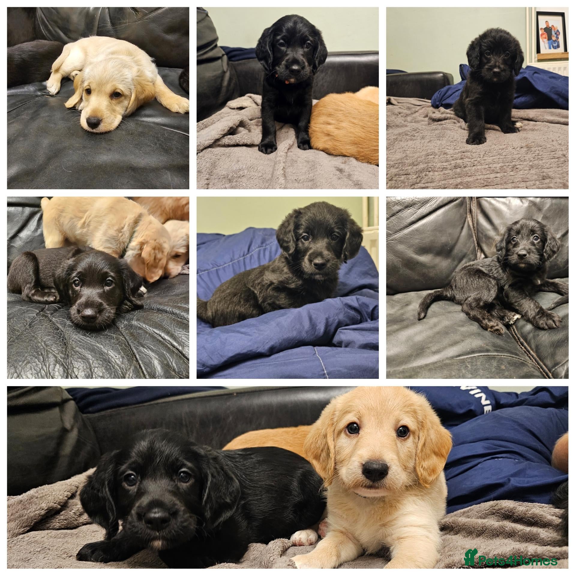 Mixed Breed dogs 9 beautiful Beagador/minituare poodle puppies - Advert 3