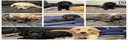 Mixed Breed dogs for sale: READY TO GO - 3 Beagador/miniature poodle puppies - Advert 5