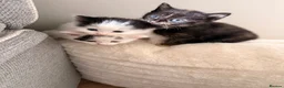 Mixed Breed cats for sale: BSH x Turkish Van kittens - Advert 8