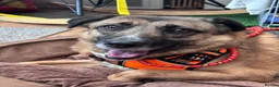 Mixed Breed dogs for adoption: Gallina for adoption in Leigh-on-Sea - Advert 4