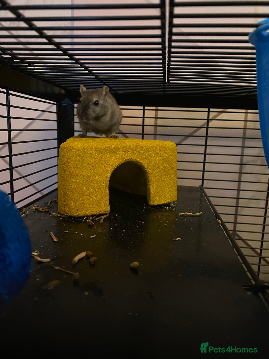 Gerbil rodents for sale: 2 male gerbils for sale (Milo&mickey) - Advert 3