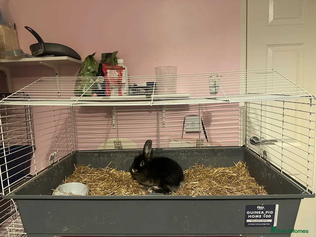 Mixed Breed rabbits for sale: 2 Bunnies  - Advert 2