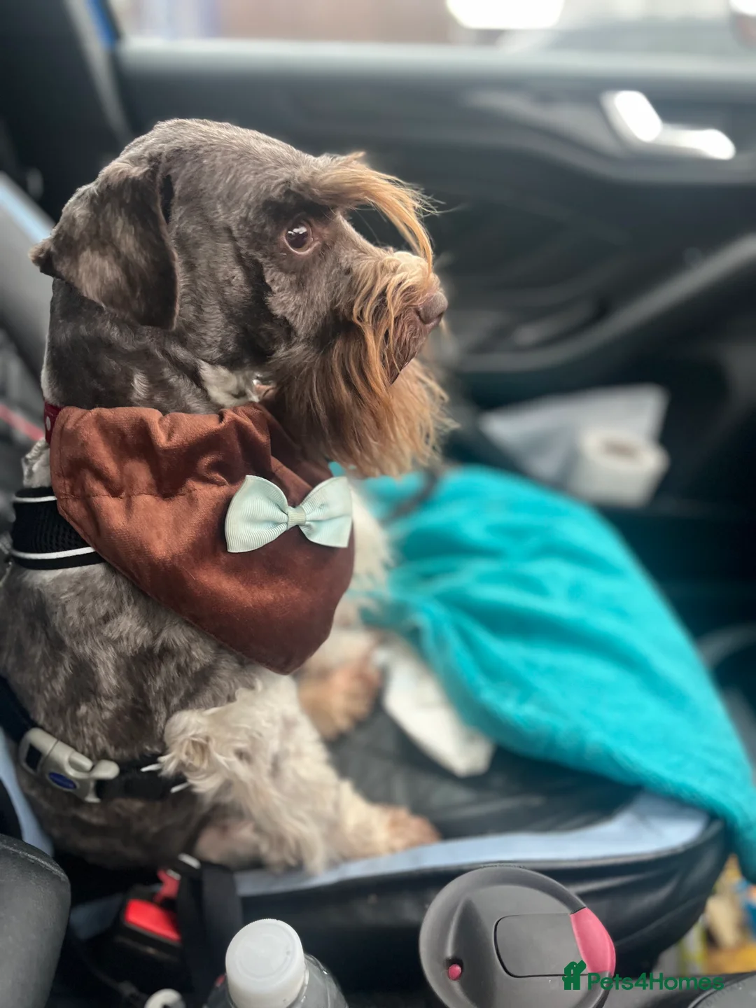 Miniature Schnauzer dogs for stud: KC CHOC/WHITE MIN SCHNAUZER BVA AND MAC CLEAR in Coventry - Advert 6