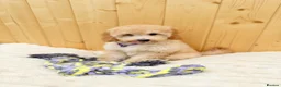 Cavapoochon dogs for sale: Cavapoochon  - Advert 2