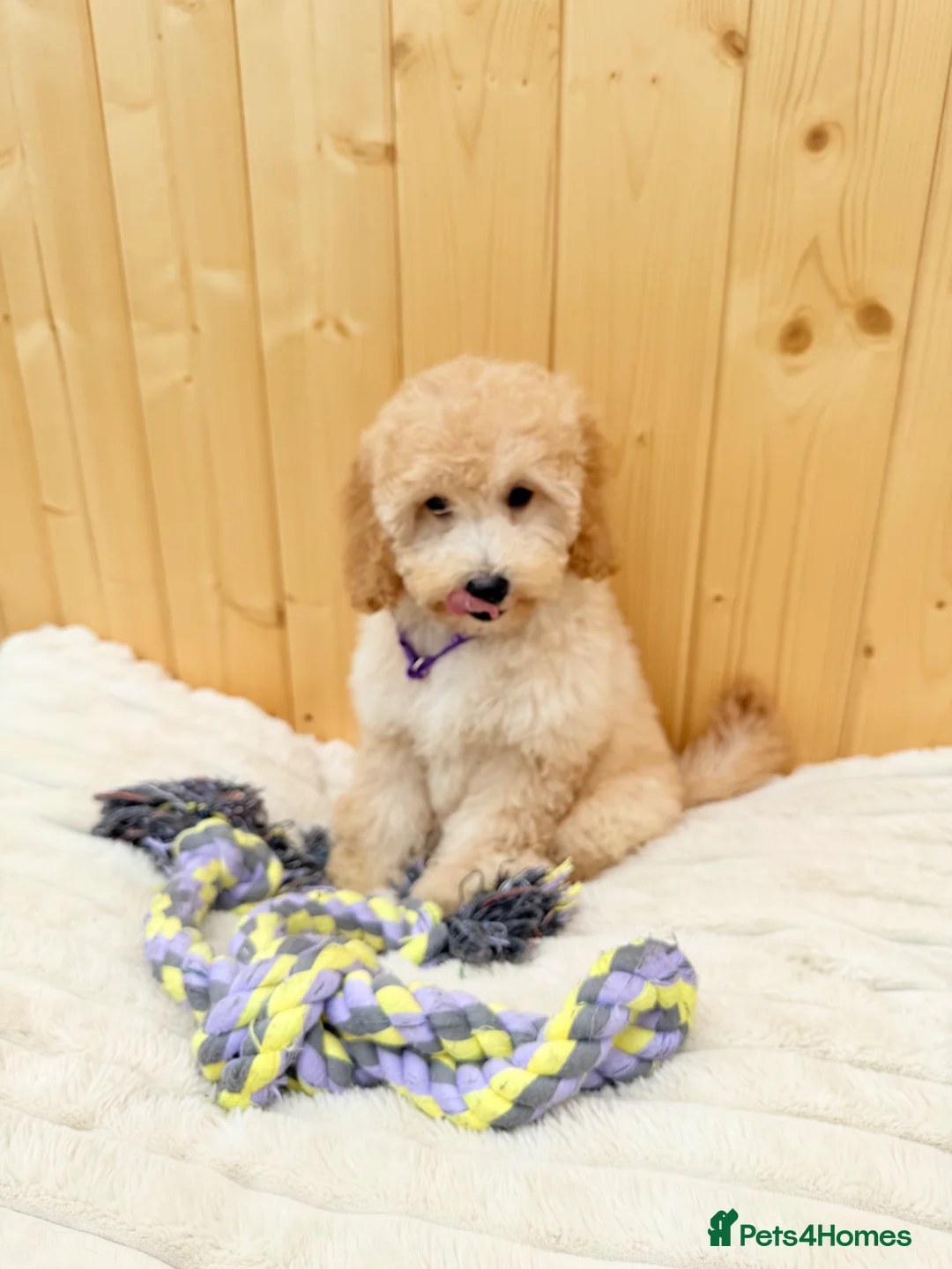 Cavapoochon dogs for sale: Cavapoochon  - Advert 2